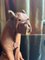 Perro de cuero hecho a mano, años 60, Imagen 4