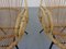 Set of Dutch Mid-Century Bamboo Chairs by Rohé Noordwolde, 1950s, Image 17