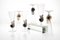 Brown Accent and Pulegoso Murano Glass Nautilus Flutes from Cenedese, 1950s, Set of 6 14