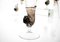 Brown Accent and Pulegoso Murano Glass Nautilus Flutes from Cenedese, 1950s, Set of 6 15
