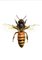 Juris Utāns, Bee from the Top, 2000s, Mixed Media & Paper 1