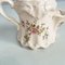 Taza de barbero Mid-Century de cerámica blanca de Staffordshire, Inglaterra, década de 1900, Imagen 10
