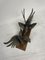 Gallienisches Vintage Kampf Ornament, 1950er 6