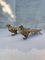 Japanese Brass Peacock Figurines, 1950s, Set of 2, Image 8