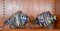 Very Large Mid-Century Murano Glass Fish Sculptures, Italy, 1960s, Set of 2 3