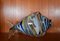 Very Large Mid-Century Murano Glass Fish Sculptures, Italy, 1960s, Set of 2 14