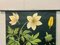 Vintage Wall Chart Anemone by Jung, Koch & Quentell for Hagemann, 1961 4