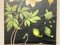 Vintage Wall Chart Anemone by Jung, Koch & Quentell for Hagemann, 1961 5