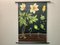 Vintage Wall Chart Anemone by Jung, Koch & Quentell for Hagemann, 1961 1