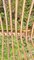 Shell Rattan Sessel, 1960er, 4 . Set 12