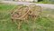 Shell Rattan Sessel, 1960er, 4 . Set 1