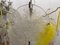 Lampadario a forma di fiocco di neve in vetro di Murano multicolore, anni '60, Immagine 14