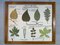 intage Poster per la scuola Botanica in cornice intercambiabile, Immagine 15
