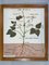 intage Poster per la scuola Botanica in cornice intercambiabile, Immagine 20