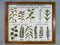 intage Poster per la scuola Botanica in cornice intercambiabile, Immagine 14