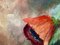 S. Ronni, Still Life of Grapes, Book and Poppies, 1950s, Oil on Canvas, Framed, Image 4