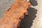 Vintage French Brutalist Rectangular Elm Tree Trunk Coffee Table, 1950s 11