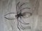 Applique Murale Spider Vintage Murano, Italie, 1950s 5