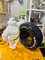Statuina pubblicitaria omino Michelin, Immagine 1