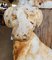 Antique Cast Iron Statue Dog 8
