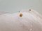 Frosted Glass Wall Lights from Kalmar, 1960s, Set of 2 15