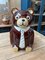 Teddy Bear Cookie Jar, 1960s, Image 2