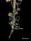 Italian Floral Tole Paint Floor Light, Italy, 1950s, Image 5