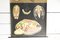 Mollusken Schulposter von Jung, Koch & Quentell für Hagemann, 1970er 2
