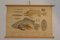 School Poster of the Physiology of a Fish, 1960s 1