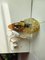 Danish Wall Lamp in Brass & Glass by J. Sommer, 1960s 1