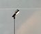 Faltbare italienische Vintage Sintesi Terra Stehlampe von Ernesto Gismondi für Artemide, 1970er 24