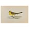 Alexander Francis Lydon, Yellow Wagtail, Woodcut Print, 1870 1