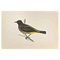 Alexander Francis Lydon, Gold-Vented Thrush, Woodcut Print, 1870 1