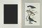 Johann Friedrich Naumann, Black Bird, Etching, 1840 2