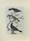 Johann Friedrich Naumann, Black Bird, Etching, 1840 1
