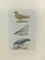 Johann Friedrich Naumann, Pigeons, Etching, 1840 1