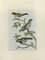 Johann Friedrich Naumann, Sparrow, Etching, 1840 1