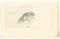 Emmanuel Gondouin, Frog, Drawing in Pencil, 1930s 1