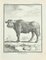 Claude Jardinier, Le Buffle, Etching, 1771 1