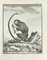 Madeline Rousselet, Le Tamarin, Etching, 1771 1