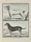 Jean Charles Baquoy, Le Basset A Jambes Droites, Etching, 1771 1