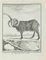 Juste Chevillet, Le Belier D'Islande, Etching, 1771 1