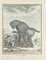 Jacques Baron, Petit Papion, Etching, 1771 1
