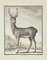 Claude Jardinier, Le Cerf, Etching, 1771 1