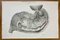 Ottavio Muzzi, Small Intestine Disease, Lithograph, 1843 1