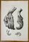 Ottavio Muzzi, Skin Diseases, Lithograph, 1843 1