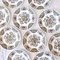 Windsor Staffordshire Polychrome Plates from Ridgway, 1970s, Set of 10 6