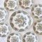Windsor Staffordshire Polychrome Plates from Ridgway, 1970s, Set of 10 2