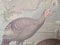 Antique Educational Wall Chart, Lithograph, Turkey, 19th Century 6