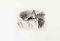 Karl Bodmer, Pigeon, Lithograph, 19th Century 1